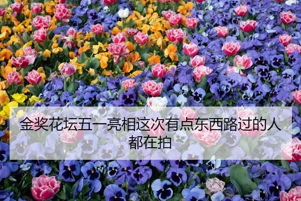 金奖花坛五一亮相这次有点东西路过的人都在拍